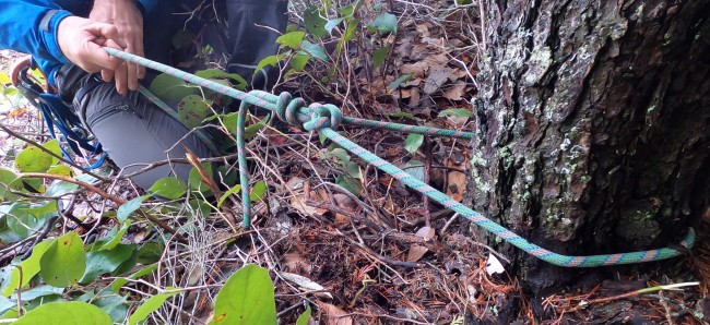 bowline around a tree climbing anchor