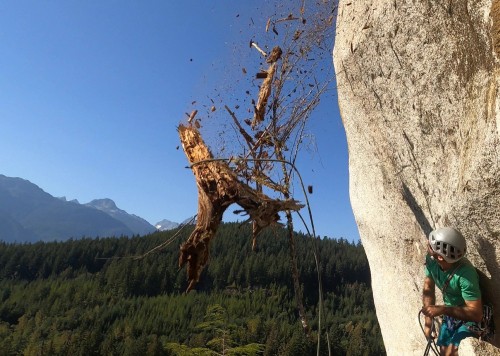 climber pulls a tree over when rappelling